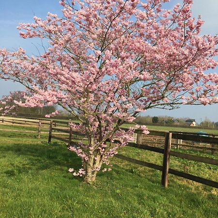 B&B Haras De La Cour Fleury Saint-Michel-de-Livet Εξωτερικό φωτογραφία