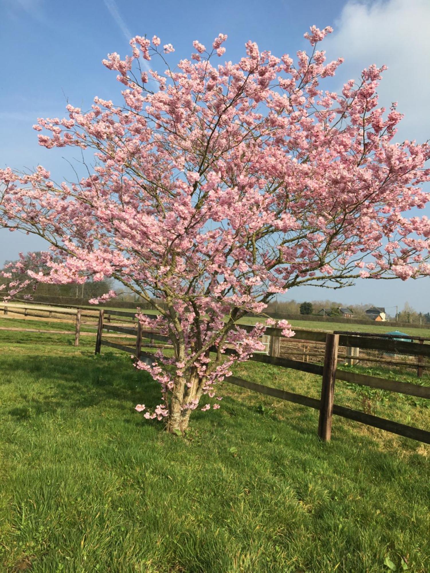 B&B Haras De La Cour Fleury Saint-Michel-de-Livet Εξωτερικό φωτογραφία